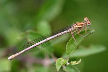 Platycnemis-pennipes-8937.jpg