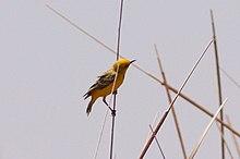 Yellow Chat (Epthianura crocea).jpg