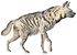 Hyaena striata - 1818-1842 - Print - Iconographia Zoologica - Special Collections University of Amsterdam -(white background).jpg