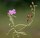 Drosera indica (Gawati Davbindu) in Narsghapur, AP W IMG 0951.jpg