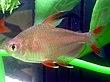 Male Rosy Tetra.JPG
