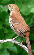 Brown Thrasher-27527-2.jpg