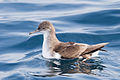 Puffinus gavia - SE Tasmania.jpg