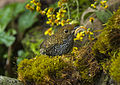Taiwan Wren-Babbler - Taiwan S4E8523 (19551633761).jpg