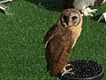 Tyto glaucops.jpg