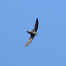 Chaetura meridionalis-Sick's Swift.jpg