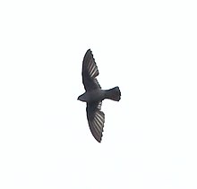 Chaetura spinicaudus - Band-rumped Swift.jpg