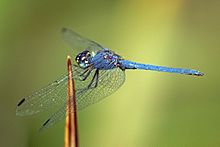Navy dropwing (Trithemis furva) male.jpg