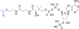 Acetyl-CoA-2D colored.svg