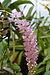 A and B Larsen orchids - Rhynchostylis retusa 1015-24.jpg