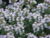 Thymus vulgaris0.jpg