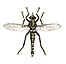 Asilidae icon.jpg