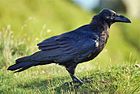 Corvuscorax001.jpg