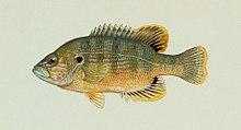Lepomis cyanellus Raver.jpg