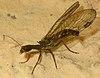 Snakefly R. confinis? (cropped).jpg
