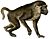 Yellow baboon white background.jpg