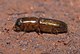 Platypodinae P1250579b.jpg