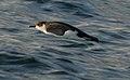 Barolo Shearwater.jpg