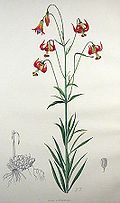 Lilium occidentale.jpg