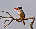 Nystalus chacuru -Extrema, Minas Gerais, Brazil-8.jpg