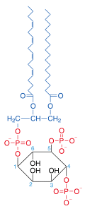 Phosphatidylinositol-4,5-bisphosphate.svg