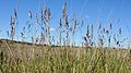 Poa pratensis plant1 (7398746202).jpg
