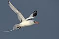 RED BILLED TROPIC BIRD.jpg