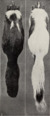 Revision of the skunks of the genus Chincha (1901) pl. 1 M. m. elongata.png
