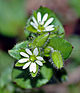 Chickweed (aka).jpg