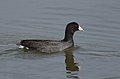 American Coot (37712325421).jpg