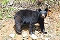 American black bear Gros Mornе NFL.jpg