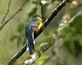 Javan Trogon (Harpactes reinwardtii reinwardtii).jpg