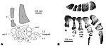 Diplodocidae indet. - Tendaguru Formation.jpg