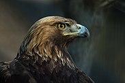 Golden Eagle
