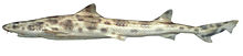 Furgaleus macki csiro-nfc.jpg