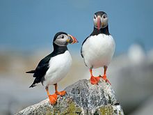 Machias Seal Island puffins.jpg