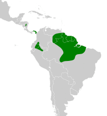 Myrmornis torquata map.svg