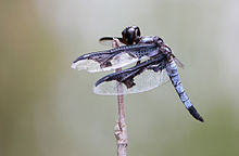 Palpopleura portia.jpg