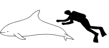 White-beaked dolphin size.svg