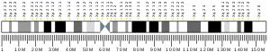 X chromosome (human)