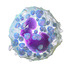 Blausen 0077 Basophil (crop).png