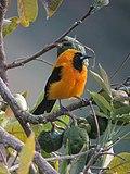Icterus chrysater Turpial montañero Yellow-backed Oriole (14868781704).jpg