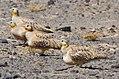 Spotted Sandgrouse (4803937997) (cropped).jpg