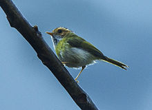 Rufous-faced Warbler - Bhutan S4E0984 (19261554082) (2).jpg