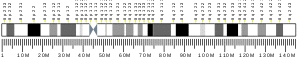 Chromosome 8 (human)