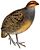 Rhynchortyx cinctus white background.jpg