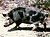 Feral pig.jpg