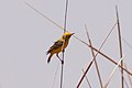 Yellow Chat (Epthianura crocea).jpg