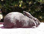 RabbitAmericanBlue.jpg