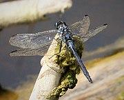 Long Skimmer. mature male. Orthetrum trinacria (24800785117).jpg